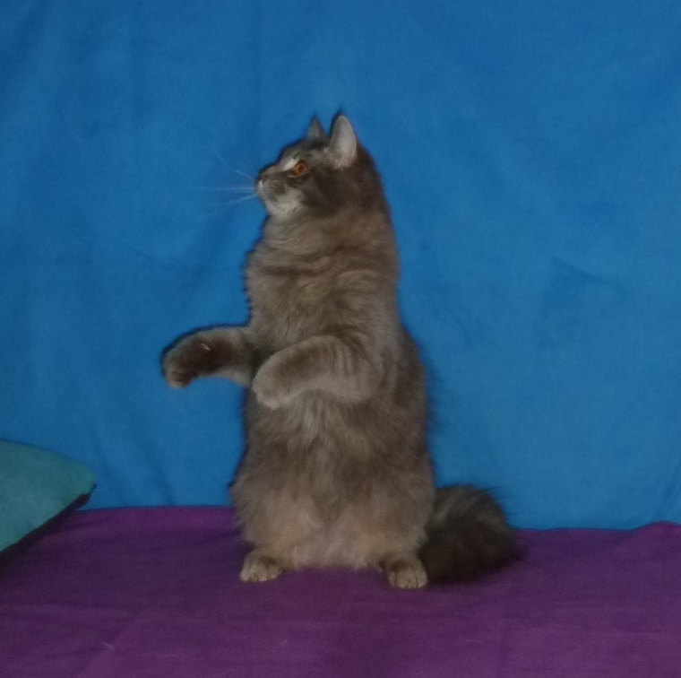 Kozy de Carnelle Djerry Weresk