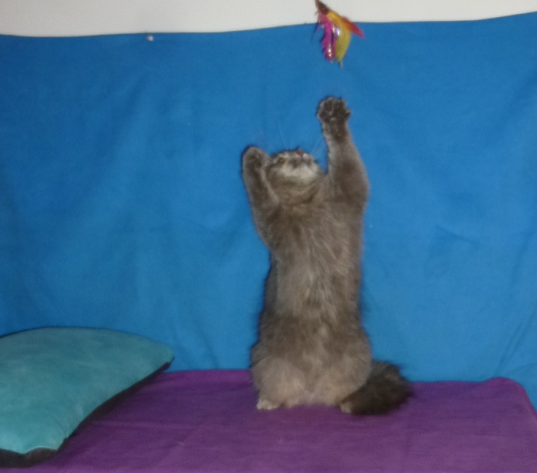 Kozy de Carnelle Djerry Weresk