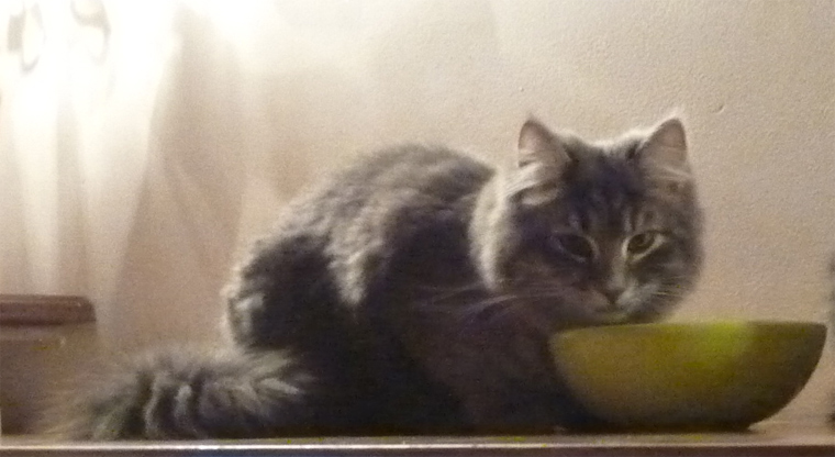 Kozy de Carnelle Djerry Weresk