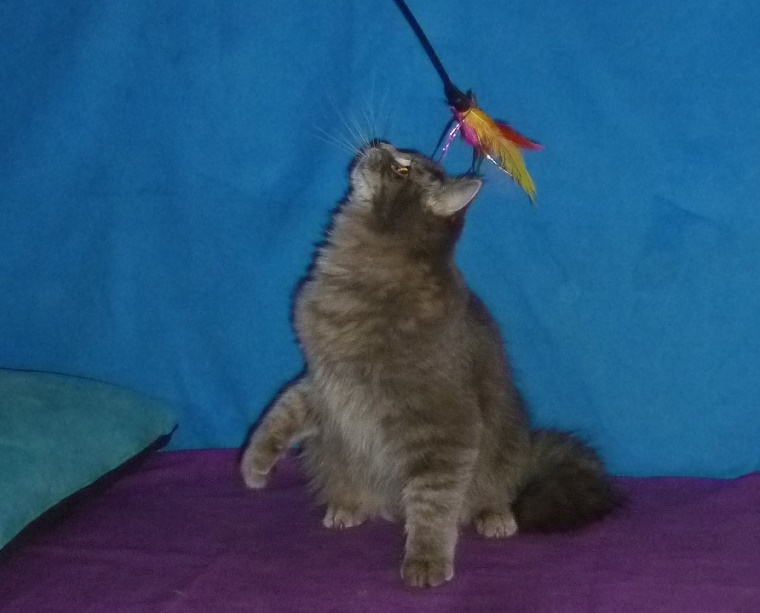 Kozy de Carnelle Djerry Weresk