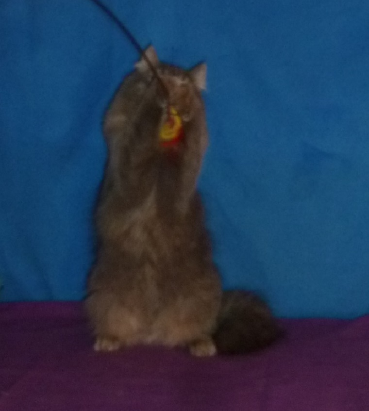 Kozy de Carnelle Djerry Weresk