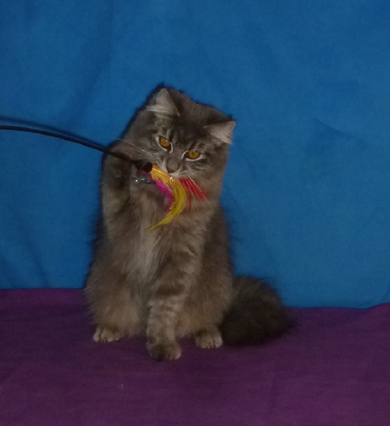 Kozy de Carnelle Djerry Weresk