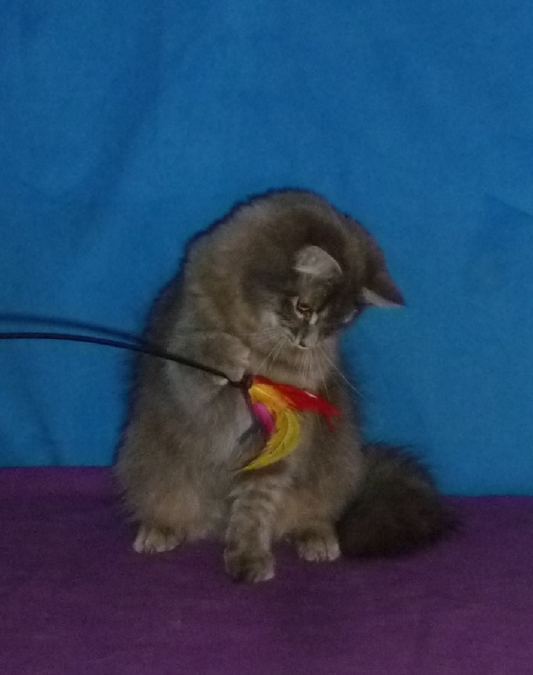 Kozy de Carnelle Djerry Weresk