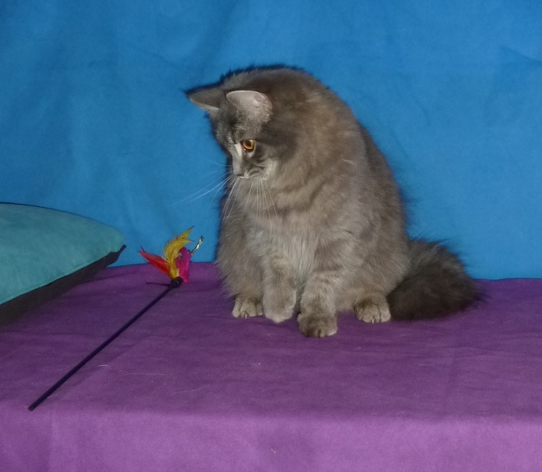 Kozy de Carnelle Djerry Weresk