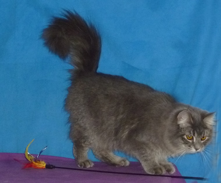 Kozy de Carnelle Djerry Weresk