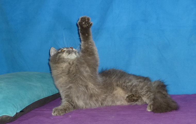 Kozy de Carnelle Djerry Weresk