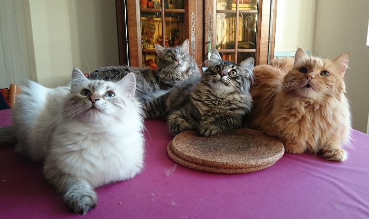 Comme promis, voici quelques photos de nos deux trésors. Evidence et Eddy se
portent à merveille et grandissent harmonieusement. Ils ont trouvé leur
place parmi tous leurs copains poilus de la maisonnée. Nous sommes heureux
de les avoir avec nous.