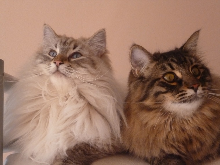 7/4/2016: Voici quelques photos du premier anniversaire de nos 2 amours. Ils sont
toujours en grande forme et nous comblent de bonheur tous les jours par
leurs facéties et leur bonne humeur !