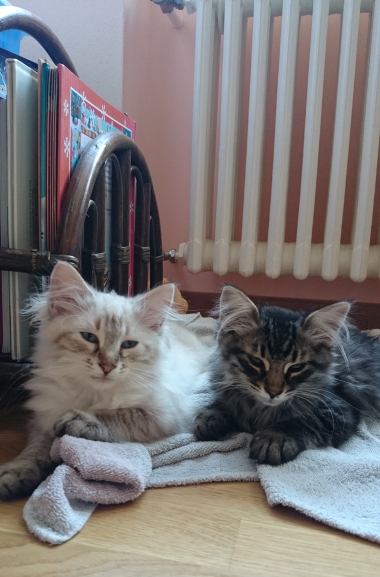 St-Imier, Canton de Berne, Suisse, 15/07/2015(4 jours après la cession): <br/>Voici quelques photos de nos deux amours sur pattes ! Tout va pour le mieux, ils s’habituent parfaitement à leur nouvel environnement et à leurs nouveaux compagnons. Evidence est de plus en plus sûre d’elle et Eddy, fidèle à lui-même, n’a peur de rien ! Nous passons nos journées à les regarder évoluer, jouer et dormir… heureusement que nous sommes en vacances, nous pouvons pleinement en profiter!