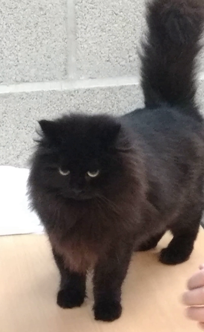 Kozy De Carnelle Excelia Cannelle Championne Internationale Chat Siberien